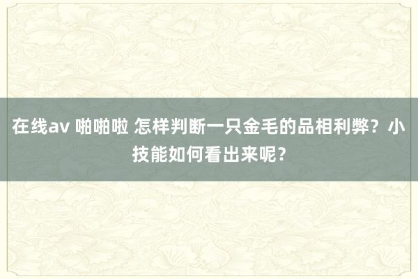 在线av 啪啪啦 怎样判断一只金毛的品相利弊？小技能如何看出来呢？